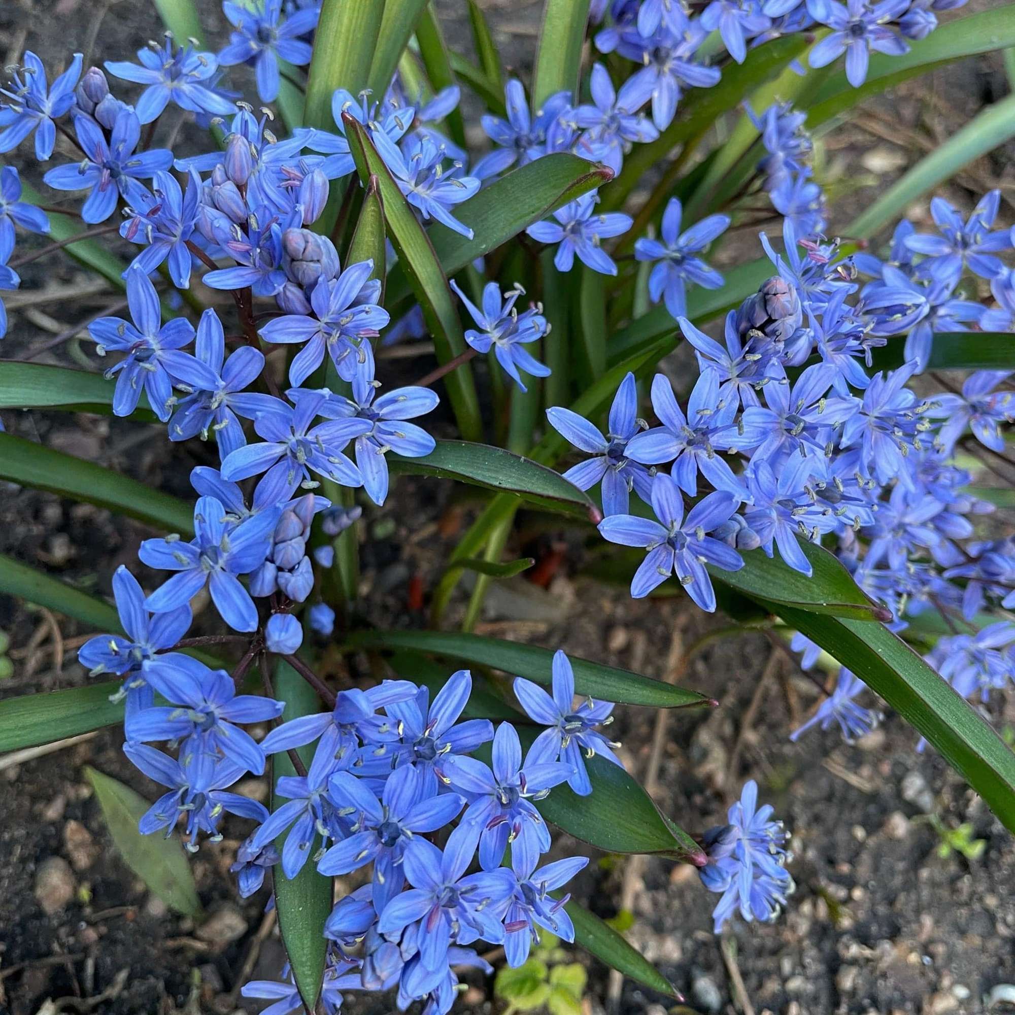 Ipheion (Frühlingsstern) 'Jessie'